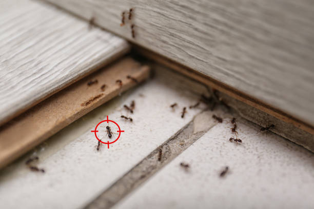 Trusted Crouch Mesa, NM Pest Control Experts
